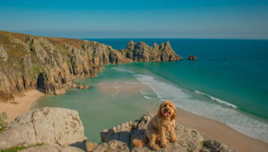 Top Dog friendly beaches in Cornwall