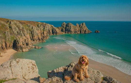 Top Dog friendly beaches in Cornwall