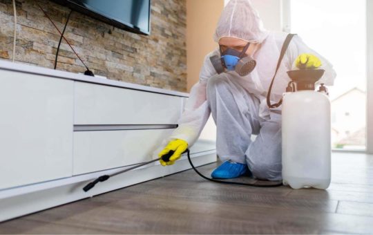 What are the signs of furniture infestation
