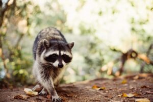 Why is raccoon removal necessary