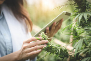 High-Quality Service What to Expect from Your Online Weed Dispensary