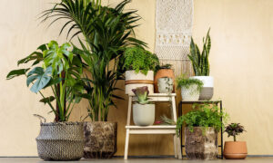 Office Plant Rentals