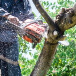 Tree Cutting