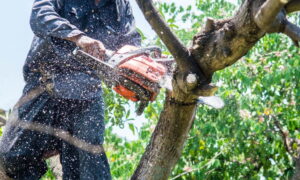 Tree Cutting