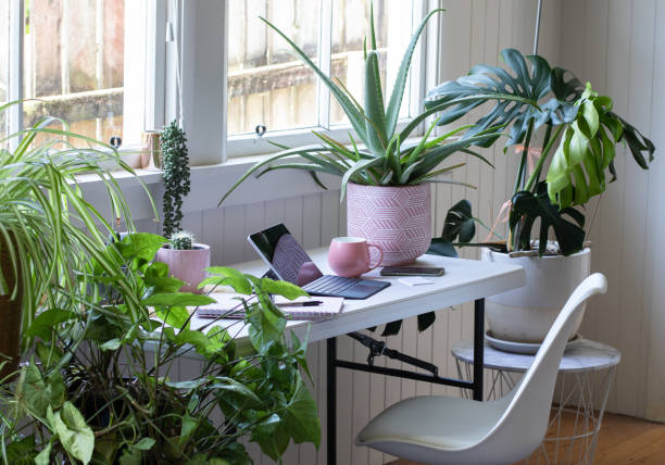 office indoor plants
